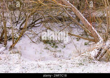 Zone humide avec herbe et arbustes avec glace et neige sur l'eau gelée en hiver Banque D'Images