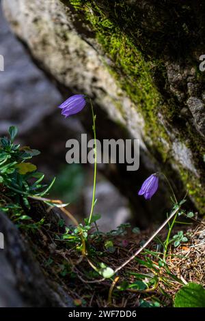 Deux fleurs de bluebell en fleurs parmi les pierres des montagnes alpines Banque D'Images