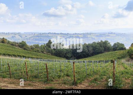 C'est une vue sur la vallée vallonnée du Chianti en Toscane, couverte de forêts et de jeunes vignobles. Banque D'Images