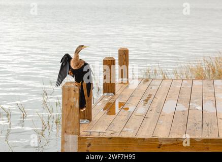 Magnifique oiseau d'eau Anhinga séchant perché sur un quai Banque D'Images