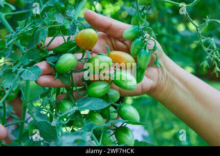 Main coupée de femme tenant des tomates fraîches sur la branche d'arbre Banque D'Images