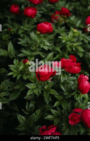 Pivoines rose chaud en pleine floraison Banque D'Images