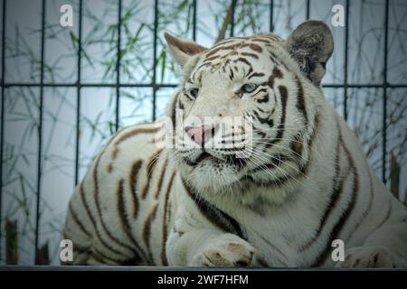 tigre blanc de sibérie au zoo Banque D'Images