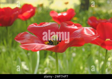 Tulipe rouge sur fond vert dans un jardin ensoleillé. Banque D'Images