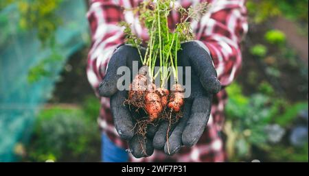 Vue des mains de la femme âgée collectant des carottes biologiques fraîches du jardin de légumes - Jardinage, durabilité et concept de production écologique - Focus sur v Banque D'Images