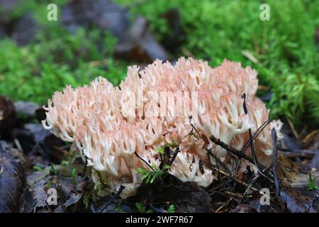 Ramaria botrytis, communément connu sous le nom de corail groupé, champignon de corail à pointe rose, ou corail chou-fleur, champignon sauvage de Finlande Banque D'Images
