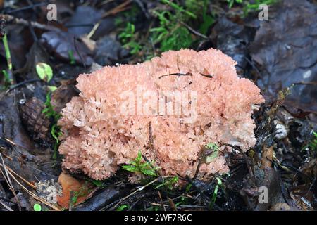 Ramaria botrytis, communément connu sous le nom de corail groupé, champignon de corail à pointe rose, ou corail chou-fleur, champignon sauvage de Finlande Banque D'Images