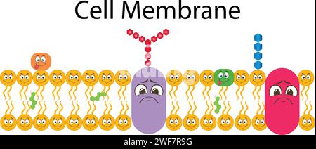 Membrane plasmique ou membrane cellulaire ou plasmalemme Illustration de Vecteur