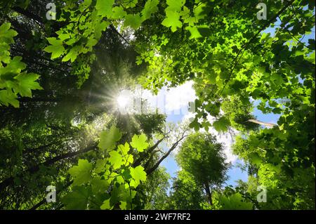 Feuillage vert luxuriant saluant le soleil dans le ciel. Magnifique vue de la nature d'une canopée boisée avec les arbres qui poussent vers le ciel Banque D'Images