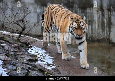 KIEV, UKRAINE - 27 JANVIER 2024 - un tigre de l'Amour est vu dans une enceinte au zoo de Kiev, Kiev, capitale de l'Ukraine. Banque D'Images