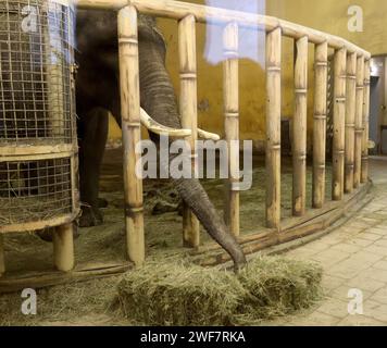 KIEV, UKRAINE - 27 JANVIER 2024 - Elephant mange hey dans un enclos au zoo de Kiev, Kiev, capitale de l'Ukraine. Banque D'Images