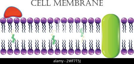 Membrane cellulaire ou membrane plasmique Illustration de Vecteur