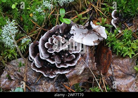 Phellodon connatus, communément appelé dent grise, champignon sauvage de Finlande Banque D'Images