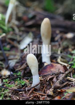 Trichoderma leucopus, aussi appelé Hypocrea leucopus, un champignon parasite de sac originaire de Finlande, pas de nom commun en anglais Banque D'Images