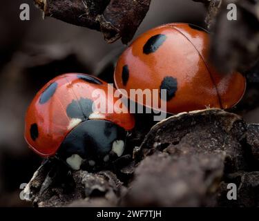 Paire de coccinelles à 7 taches (Coccinella septempunctata) hivernant dans des feuilles mortes. Tipperary, Irlande Banque D'Images