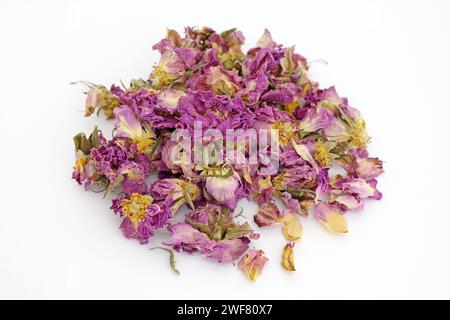 Studio shot de thé à pétales de rose secs sur fond blanc. Mise au point Selektive. Banque D'Images