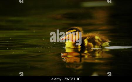 Un mignon caneton nageant dans l'eau Banque D'Images