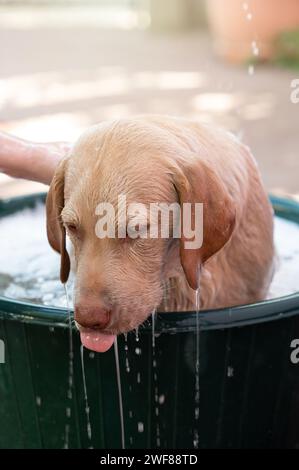 L'eau s'égouttant du chien labrador prenant la douche sur fond flou Banque D'Images