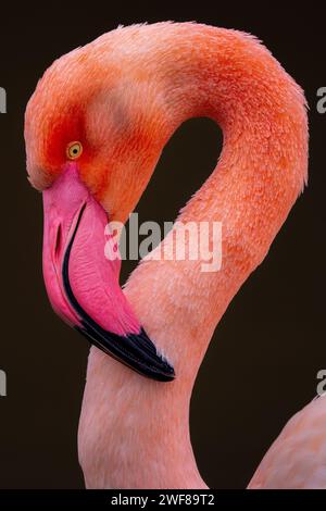 Gros plan d'un flamant rose vif avec plumage détaillé et cou incurvé sur un fond sombre Banque D'Images