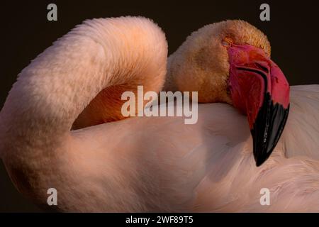 Gros plan capturant la texture délicate et les couleurs éclatantes du plumage et du bec d'un flamant rose qui se prélasse dans un environnement serein Banque D'Images