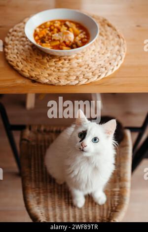 D'en haut chat blanc curieux avec les yeux bleus regardant vers le haut un bol de soupe sur une table Banque D'Images