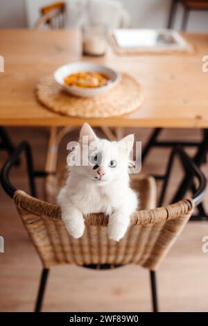 D'en haut chat blanc curieux avec les yeux bleus regardant vers le haut un bol de soupe sur une table Banque D'Images