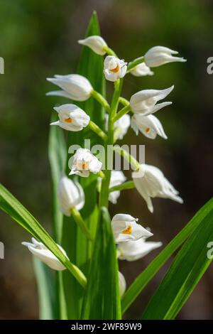 Gros plan des délicates fleurs blanches de l'orchidée Cephalanthera longifolia, également connue sous le nom de Helleborine à feuilles d'épée, dans son ensemble boisé naturel Banque D'Images