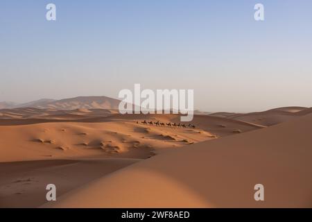 Une caravane de chameaux transportant des cavaliers méconnaissables à travers les dunes ondulées de dunes de sable de l'Erg Chebbi dans le désert de Merzouga au Maroc dans la lumière chaude de Banque D'Images