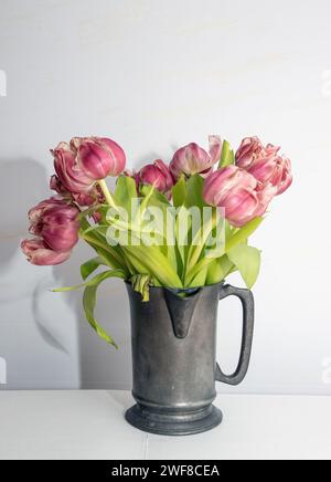 tulipes rouges qui sont sur le point de dépérir. Photo : Bo Arrhed Banque D'Images