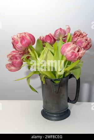 tulipes rouges qui sont sur le point de dépérir. Photo : Bo Arrhed Banque D'Images