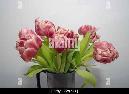 tulipes rouges qui sont sur le point de dépérir. Photo : Bo Arrhed Banque D'Images