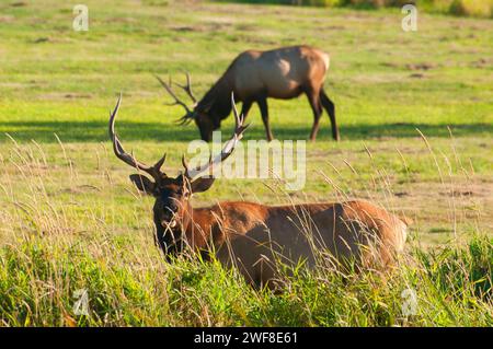 Le wapiti de Roosevelt, Doyen Elk Creek, zone de visualisation Coos Bay Bureau de la gestion des terres, de l'Oregon Banque D'Images