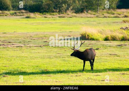 Le wapiti de Roosevelt, Doyen Elk Creek, zone de visualisation Coos Bay Bureau de la gestion des terres, de l'Oregon Banque D'Images