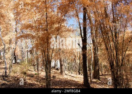 Feuilles naturelles colorées de bambou jetant la couleur changeant et la plante de feuillage de Bambuseae tombant dans la saison d'automne ou l'automne saisonnier au jardin sur moun Banque D'Images