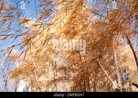 Feuilles naturelles colorées de bambou jetant la couleur changeant et la plante de feuillage de Bambuseae tombant dans la saison d'automne ou l'automne saisonnier au jardin sur moun Banque D'Images