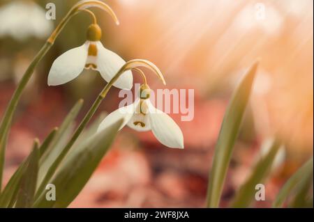 gouttes de neige. Vue de fleurs printanières dans une clairière dans la forêt. De nouveaux gouttes de neige fraîches fleurissent un beau matin avec le soleil. Fleurs sauvages dans la nature. Banque D'Images