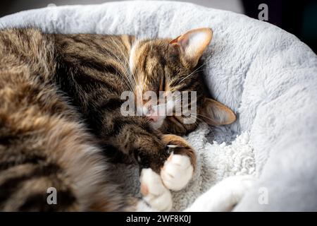 Chat Tabby mignon endormi. Photo de Shaun Fellows / Alamy Banque D'Images