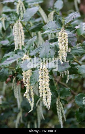 Garrya elliptica James Roof, buisson à pompon de soie James Roof, arbuste buisseux à feuilles persistantes, fleurs mâles, catkins gris-vert Banque D'Images