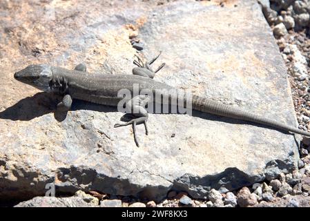 Le lézard des Canaries (Gallotia galloti) est un lézard géant endémique des îles de Tenerife et de la Palma. Ce spécimen appartient à la sous-espèce Gallotia ga Banque D'Images