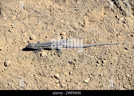 Le lézard des Canaries (Gallotia galloti) est un lézard géant endémique des îles de Tenerife et de la Palma. Jeune femme. Ce spécimen appartient à la sous-spécification Banque D'Images