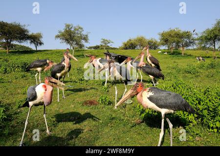 La cigogne marabou (Leptoptilos crumenifer) est un grand oiseau originaire d'Afrique subsaharienne. Cette photo a été prise en Ethiopie. Banque D'Images