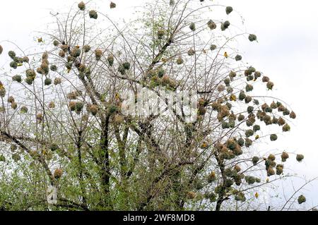 Le tisserand de village (Ploceus cucullatus) est un oiseau passine originaire d'Afrique subsaharienne. Cette photo a été prise en Ethiopie. Banque D'Images