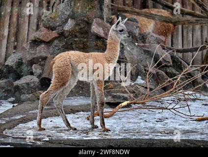 Non exclusif : KIEV, UKRAINE - 27 JANVIER 2024 - Guanaco cria est vu dans un enclos au zoo de Kiev, Kiev, capitale de l'Ukraine. Banque D'Images