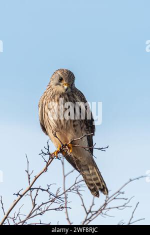 Kestrel (Falco tinnunculus) oiseau perché dans un arbre, Angleterre, Royaume-Uni Banque D'Images