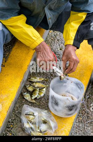 26 janvier 2024, Hong Kong, Hong Kong SAR, Chine : un pêcheur local dans le port central de Victoria Harbour, Hong Kong, débarque une prise de petit poisson pour le dîner. (Image de crédit : © Jayne Russell/ZUMA Press Wire) USAGE ÉDITORIAL SEULEMENT! Non destiné à UN USAGE commercial ! Banque D'Images