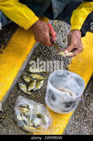 26 janvier 2024, Hong Kong, Hong Kong SAR, Chine : un pêcheur local dans le port central de Victoria Harbour, Hong Kong, débarque une prise de petit poisson pour le dîner. (Image de crédit : © Jayne Russell/ZUMA Press Wire) USAGE ÉDITORIAL SEULEMENT! Non destiné à UN USAGE commercial ! Banque D'Images