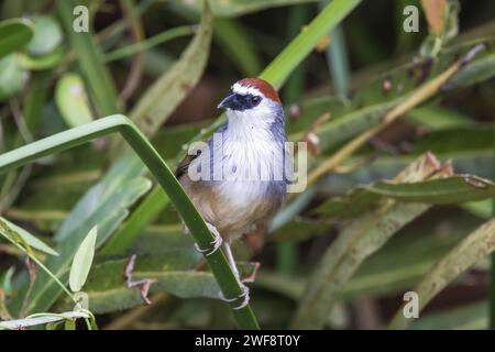 Babbler coiffé de châtaigniers, Timalia pileata, Odisha, Inde Banque D'Images