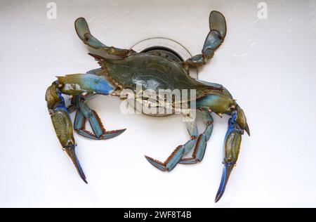 Un crabe bleu vivant dans un évier avant d'être cuit. Banque D'Images