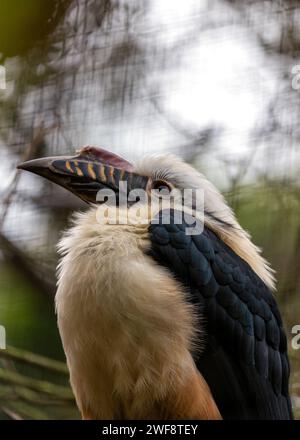 Majestueux Visayan Hornbill, Penelopides panini, s'envolant à travers les paysages luxuriants des Philippines, symbole de la conservation de la biodiversité. Banque D'Images