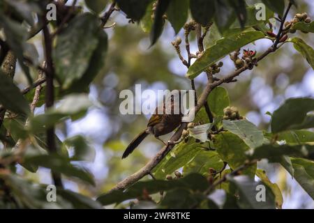 Laughingthrush à couronne de châtaignier, Trochalopteron erythrocephalum, Népal Banque D'Images